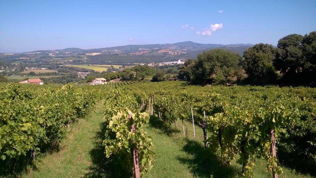 Agriturismo La Vite E L'Ulivo Apartamento Baschi Exterior foto